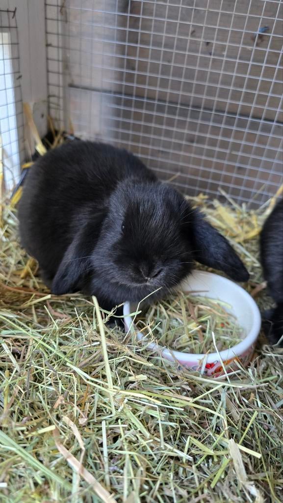 Nederlandse hangoor dwergkonijnen baby's, Dieren en Toebehoren, Konijnen, Geslacht onbekend, Dwerg, Hangoor, 0 tot 2 jaar