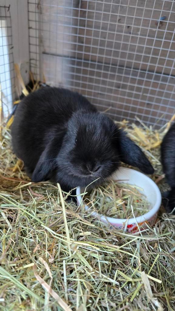 Nederlandse hangoor dwergkonijnen baby's, Dieren en Toebehoren, Konijnen, Dwerg, Geslacht onbekend, 0 tot 2 jaar, Hangoor