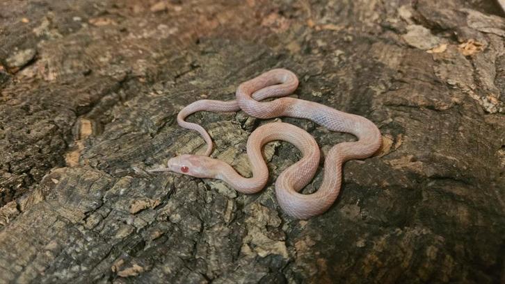 Pantherophis guttatus 0.4 opal tessera Rat Snake - female for sale from Chris