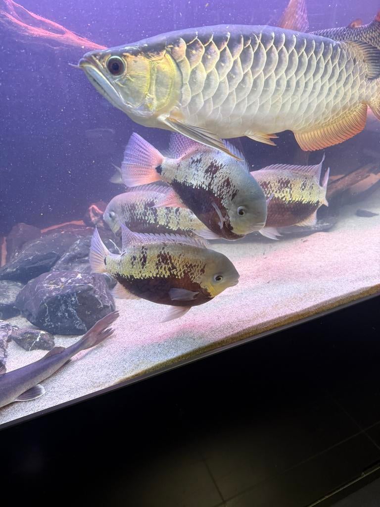 Pearsei, Dieren en Toebehoren, Vis