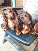 Lieve teckel teefjes  3j, Teef, Dwerg, Langhaar, Parvo