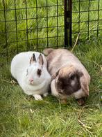 2 lieve, speelse konijntjes met hok en hekwerk, Ophalen, Gebruikt, Classic