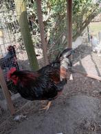 Dubbel gezoomde Barnevelder haan, Dieren en Toebehoren, Pluimvee, Mannelijk, Kip