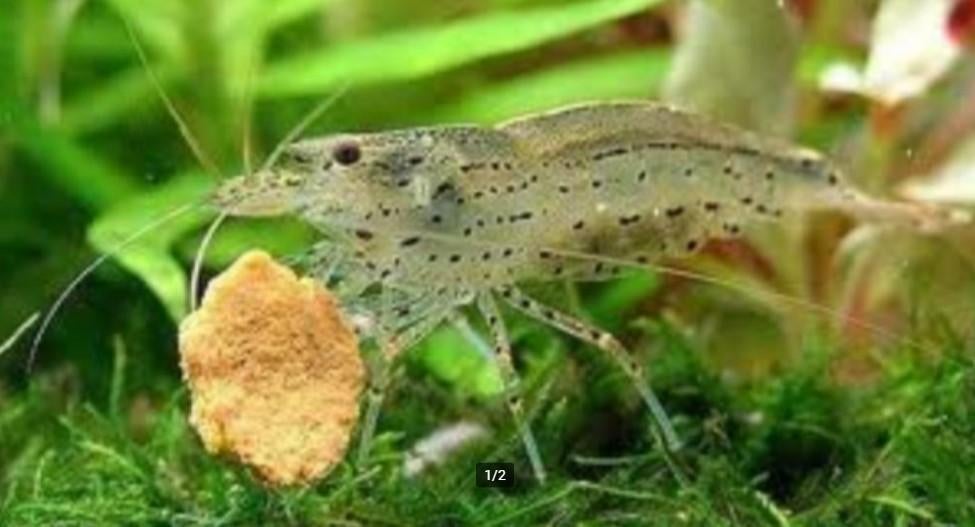 Japonica Garnaal - Amano garnaal - Koidream Valburg