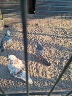 Krulduiven 3 stuks, Dieren en Toebehoren, Pluimvee, Meerdere dieren, Kip