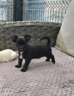 Kruising Yorkshire Terriër, Parvo, 8 tot 15 weken, Eén hond, Nederland