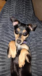 Zuivere jack russel, Dieren en Toebehoren, Honden | Dekreuen, 15 weken tot 1 jaar, Teef, Parvo, Eén hond