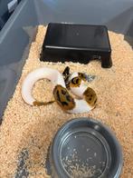 Python regius piebald, Dieren en Toebehoren, Reptielen en Amfibieën, Slang, 0 tot 2 jaar