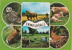 ERMELO Uil Konijn Paarden Koeien Schapen, Verzenden, 1960 tot 1980, Gelopen, Gelderland