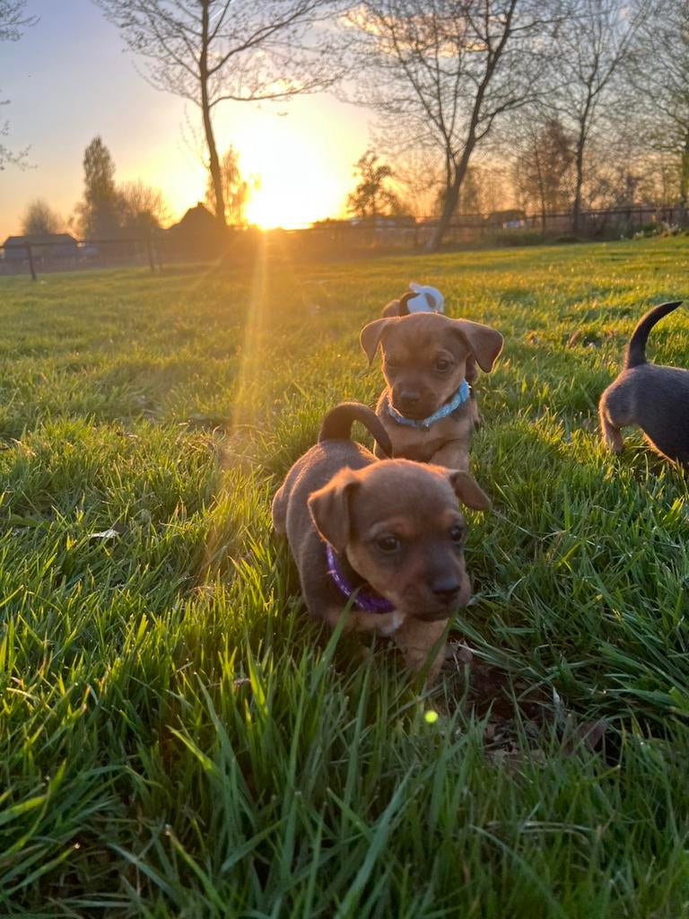 Prachtige Jack Russel pups te koop!!!, Overige rassen, 8 tot 15 weken, Parvo, Meerdere