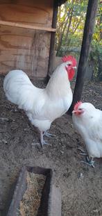 Australorp haan wit, Dieren en Toebehoren, Pluimvee, Mannelijk, Kip