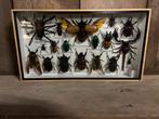 Mooi kader met diverse insecten (o.a. een schorpioen), Ophalen of Verzenden, Nieuw, Insect, Opgezet dier