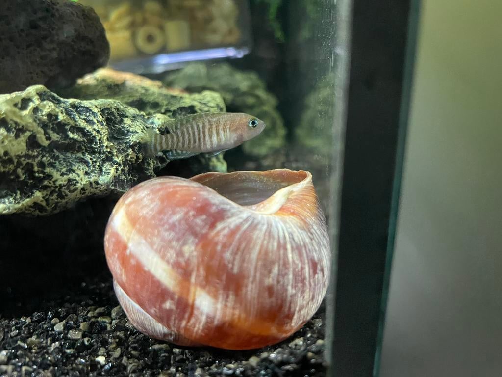 Neolamprologus multifasciatus– kolonie vissen, diverse maten, Dieren en Toebehoren, Vissen | Aquariumvissen, Vis