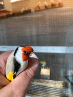 To koop putters, Meerdere dieren, Wildzangvogel