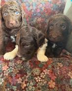 Bruine Australian Labradoodle medium formaat, Parvo, Overige rassen, 8 tot 15 weken, Meerdere