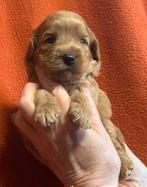 te koop Australië minie labradoodle, HCC (leverziekte), Overige rassen, 8 tot 15 weken, Meerdere