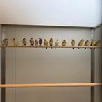 Binsen astrildes | nu beschikbaar | De Toekan Apeldoorn, Meerdere dieren