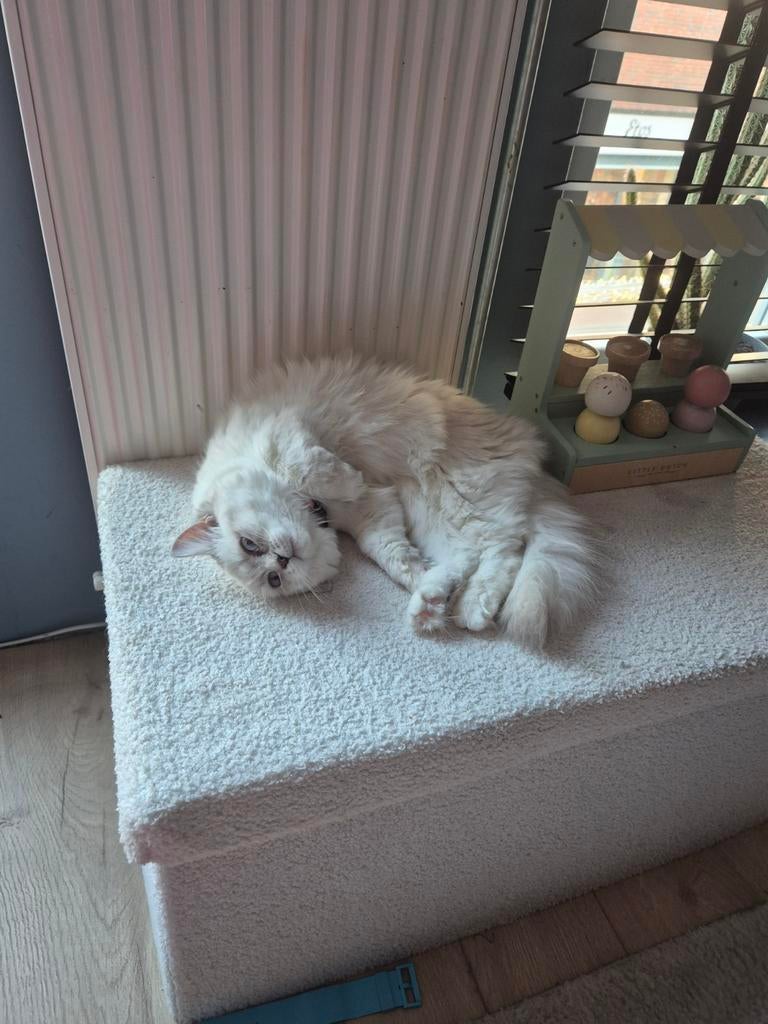 Ragdoll / pers