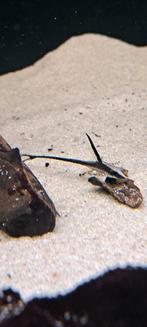 Sturisoma aurem, Vis