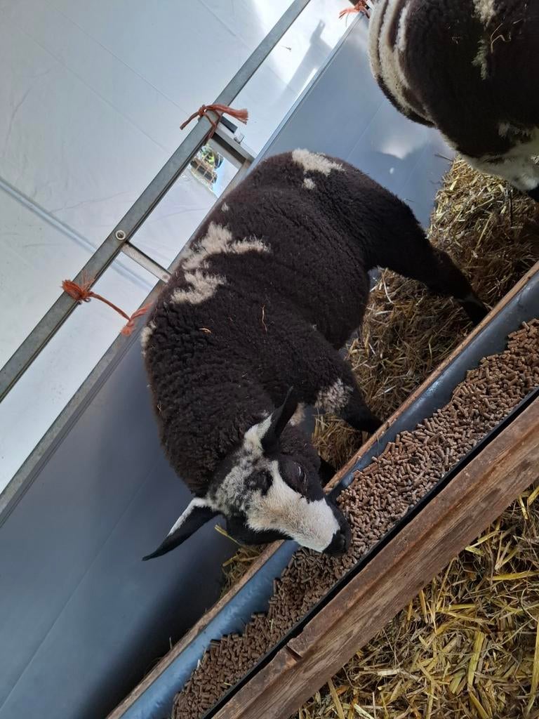 Bonte dekrammen, Dieren en Toebehoren, Schapen, Geiten en Varkens, Mannelijk, Schaap