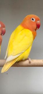 Mooie jonge fischeri's, Meerdere dieren, Dwergpapegaai of Agapornis, Geringd