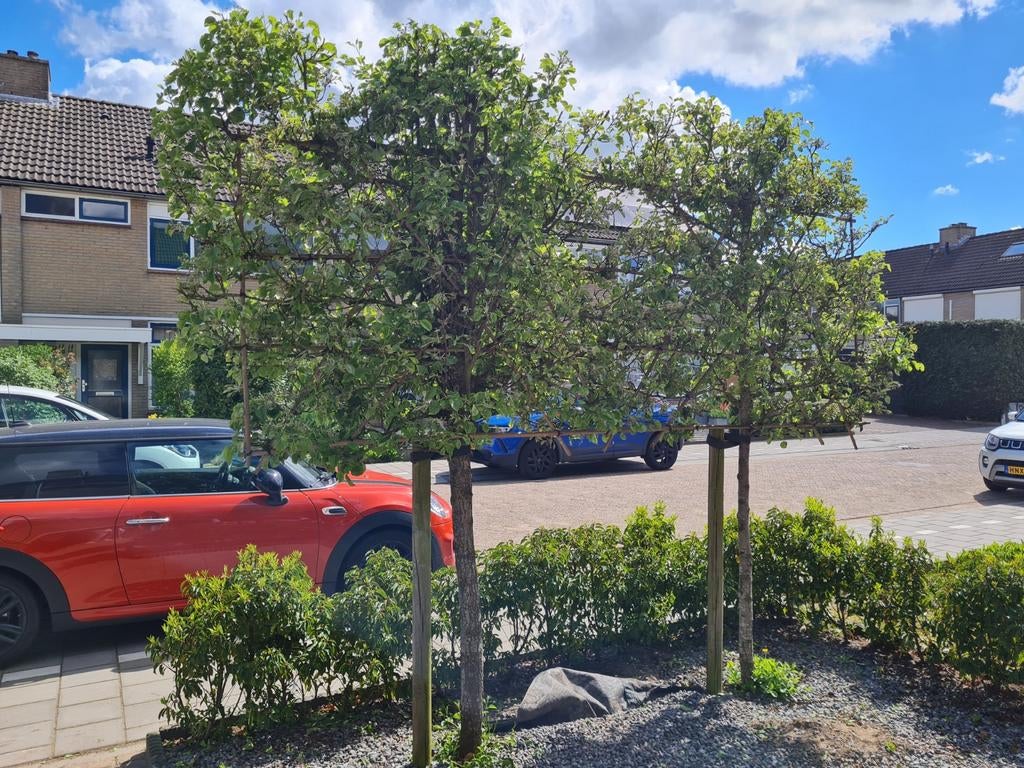 Leipeerboom - Prachtige lei-fruitboom voor uw tuin, Leiboom, Lente, 250 tot 400 cm, Ophalen