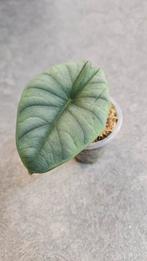 Alocasia Nebula Imperialis, Ophalen of Verzenden, Halfschaduw, Minder dan 100 cm