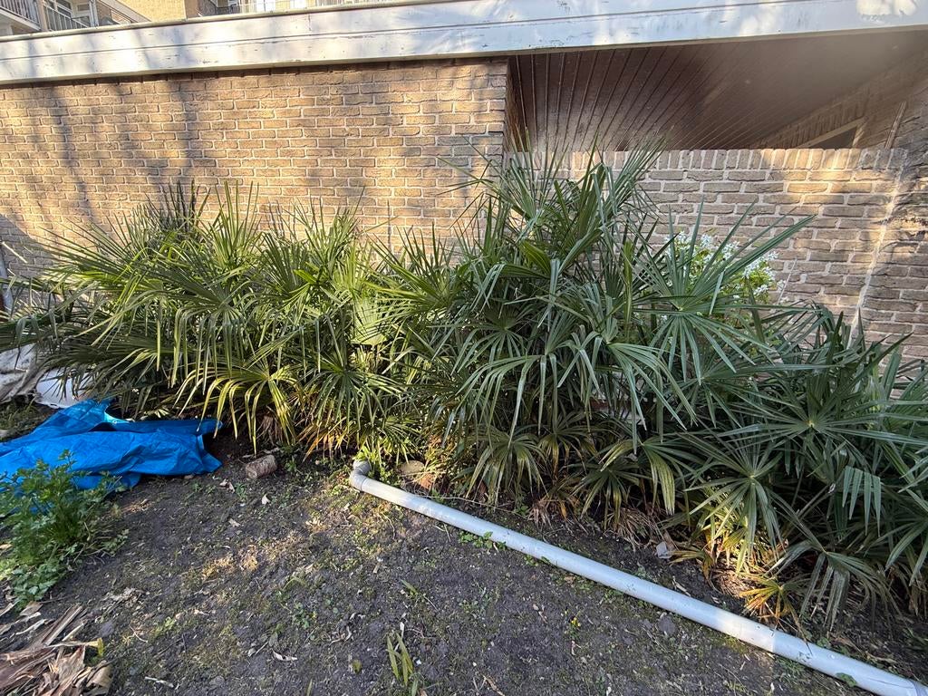 Palmbomen plantjes/stekjes - diverse groottes, Volle zon, Vaste plant, Bloeit niet, Ophalen