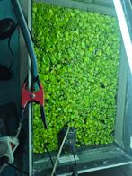 Kikkerbeet en eendenkroos, Dieren en Toebehoren, Ophalen, Nieuw, Plant(en), Steen of Hout