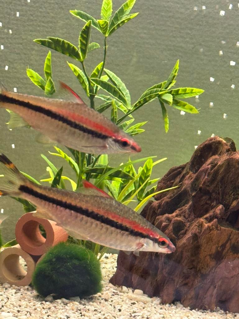 Torpedo Barbeel 7 stuks 15-20 cm (Denisoni), Dieren en Toebehoren, Vis