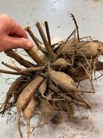 Dahlia grote knol oranje gele spin bloem Pluktuin, Ophalen of Verzenden, Voorjaar, Volle zon, Knol