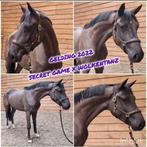 Zeer leuke 4-jarige ruin nu in prijs verlaagd!!!, Dieren en Toebehoren, Paarden, Met stamboom, Ruin, Dressuurpaard, Zadelmak