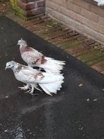 2 mooie jonge krulduiven, Dieren en Toebehoren, Vogels | Duiven, Meerdere dieren, Overige soorten