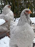 Trio Brahma Parelgrijs, Meerdere dieren, Kip