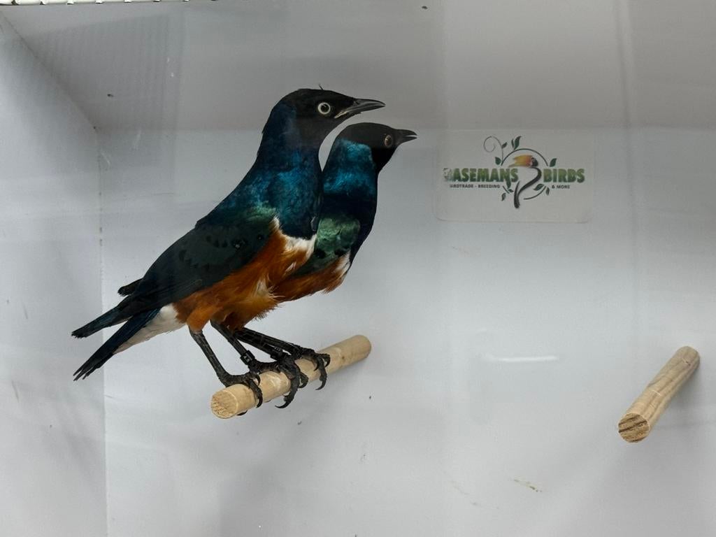 Driekleur glansspreeuw - Lamprotornis superbus, Dieren en Toebehoren, Vogels | Overige Vogels, Meerdere dieren, Geringd
