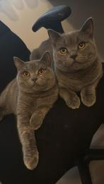 Twee lieve britse kortharen, Meerdere dieren