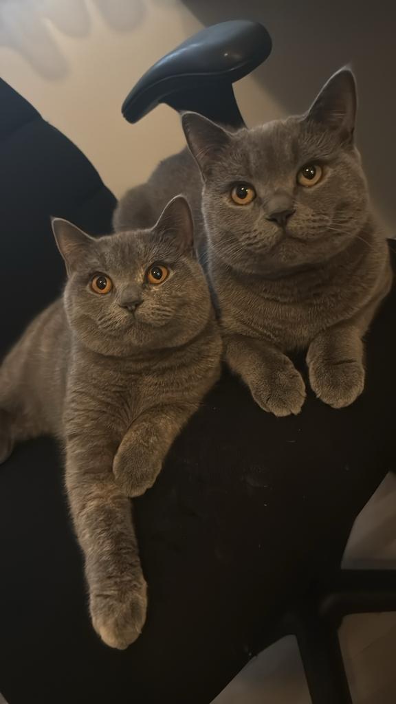 Twee lieve britse kortharen, Dieren en Toebehoren, Katten en Kittens | Raskatten | Korthaar, Meerdere dieren