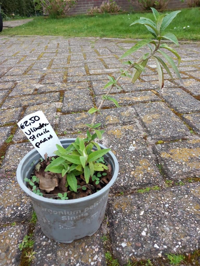 Vlinderstruik-paars, Ophalen, Overige soorten, Volle zon