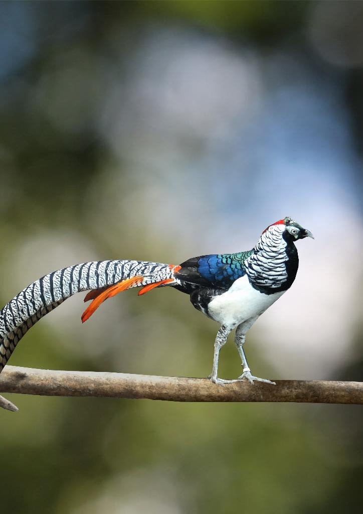 Lady Amherst fazant | Koppels van sierlijke kraagfazanten, Meerdere dieren, Overige soorten