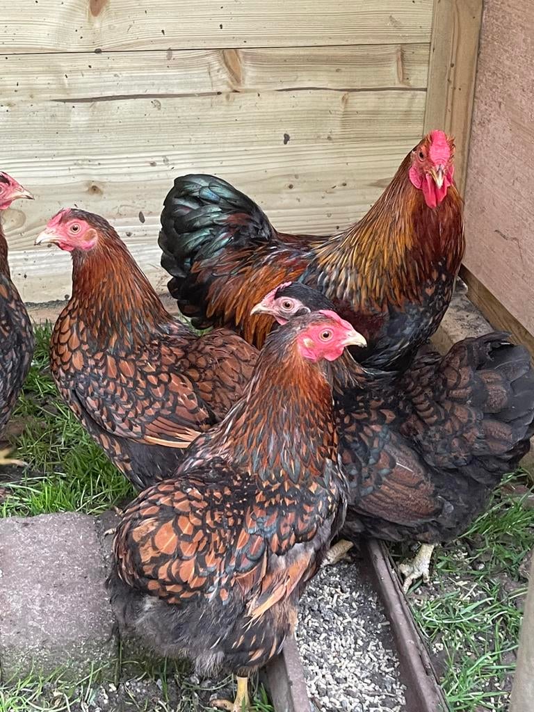 Verschillende kleuren Wyandotte kriel hennen, Dieren en Toebehoren, Vrouwelijk, Kip