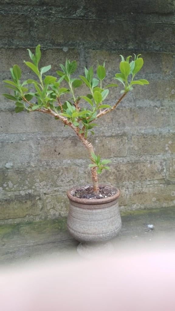 Bonsai Forsythia, Halfschaduw, Overige soorten, Lente, Minder dan 100 cm