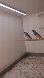 te koop koppels gouldamadines, Meerdere dieren, Tropenvogel, Geringd