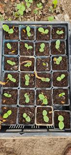 Pompoen planten, pompoenplanten, hoikaido pompoen, Ophalen