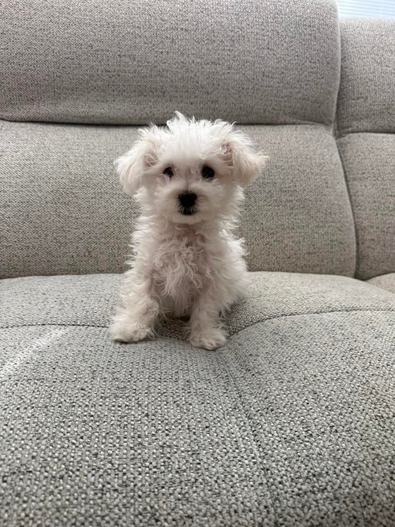 Maltezer/Maltipo nog 1 reutje, Maltezer, 8 tot 15 weken, Parvo, Meerdere