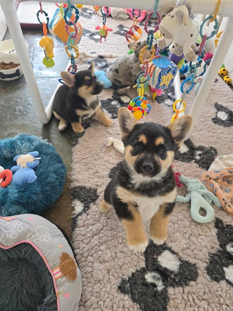 Lieve Knapppe Sociale Pomsky / Corgi Pup pups, Parvo, Reu, 8 tot 15 weken, Meerdere