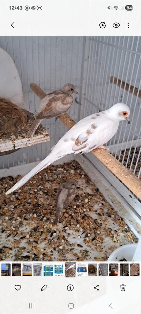 2 stel bonte diamant duifjes  bieden mag ook per stel, Meerdere dieren, Kleurkanarie