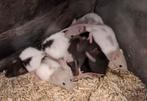 Baby rittens , ratjes, Dieren en Toebehoren, Rat, Maart, Meerdere dieren, Tam