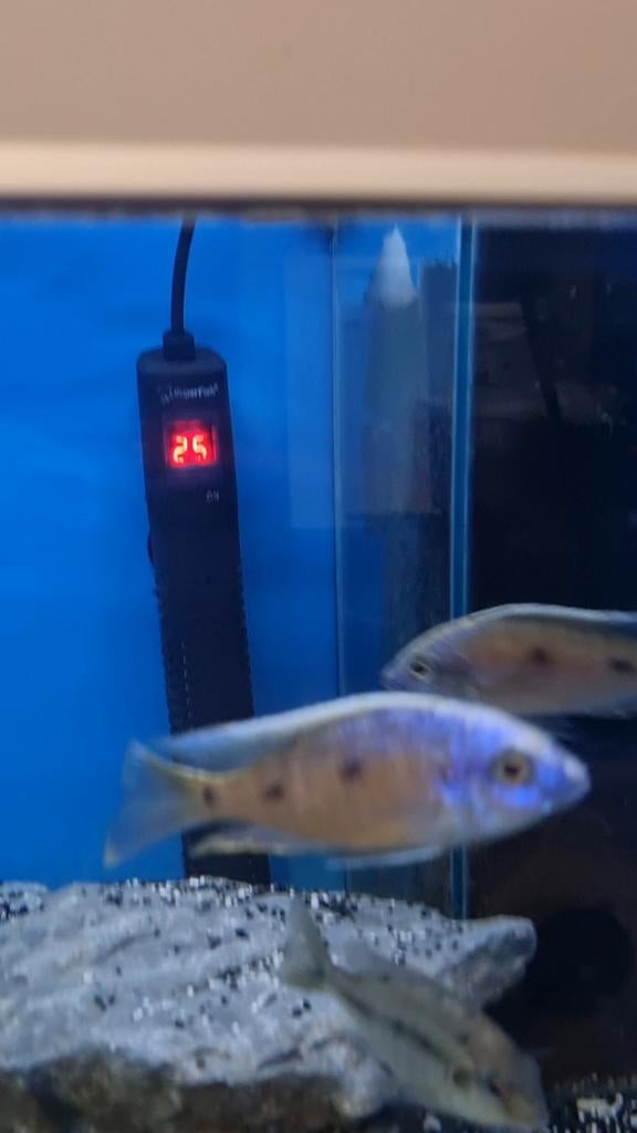 Koppels Capodogromis borrelli Namalenghi, Vis, Zoetwatervis, Schoolvis