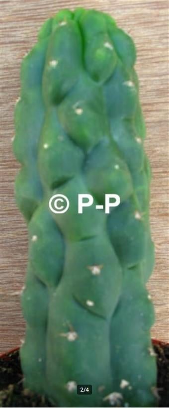 San Pedro Cactus - Unieke monstervormen (klein), Huis en Inrichting, Verzenden, Minder dan 100 cm, Bloeiende kamerplant, Volle zon