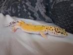Leuke luipaardgekko, Hagedis, 0 tot 2 jaar